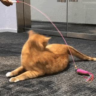 猫咪逗猫最好的方法,猫咪逗猫的正确方法