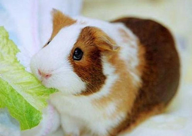 短逆毛荷兰猪可以养到几岁,养荷兰猪需要准备什么东西