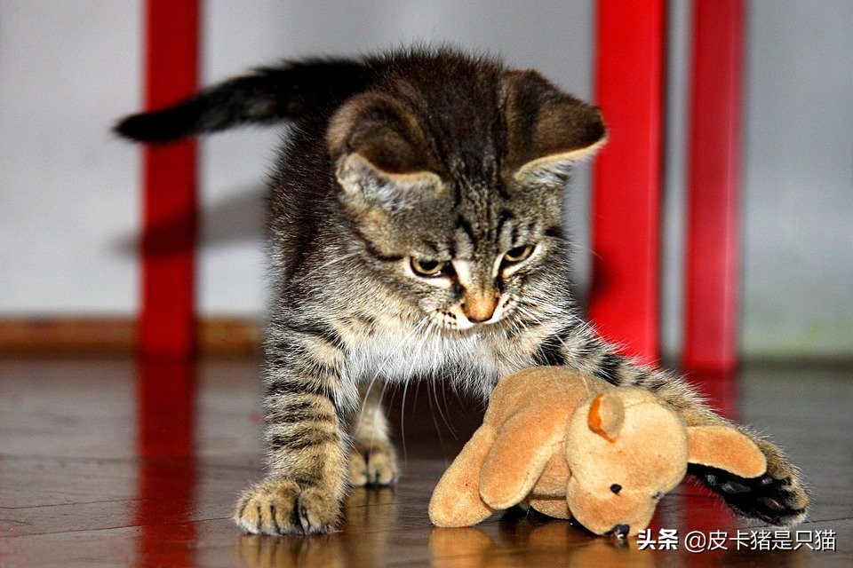 猫咪啃塑料袋是缺钙还是有猫毛,猫咪啃袋子需要吃什么