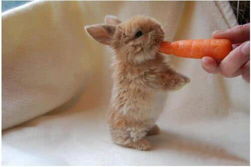 全球十大最小宠物,世界上最便宜很小的小型宠物