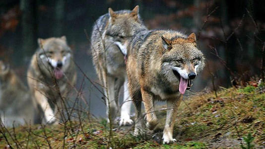 从狗的走路姿势看品种,狗的步态怎么训练