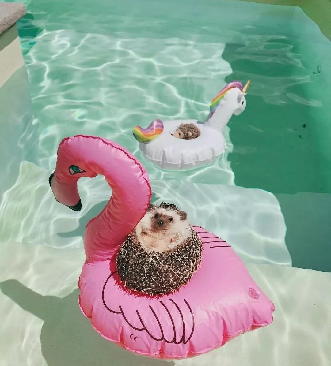 又想骗我养宠物！这只小刺猬笑起来也太太太太太太治愈了吧