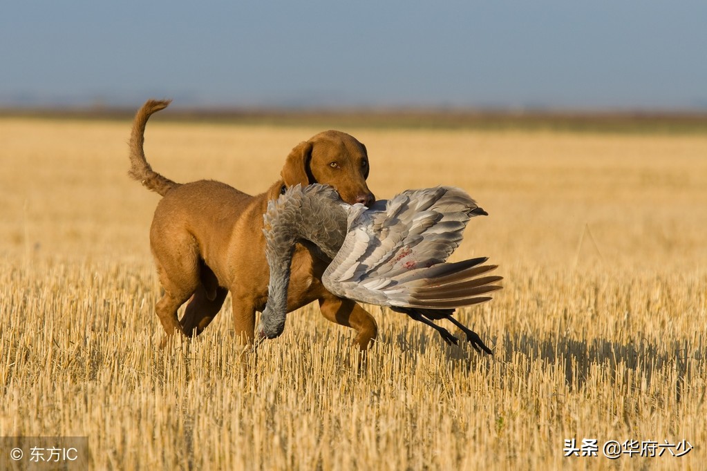 民间故事闹春牛,民间故事猎狗阿威视频