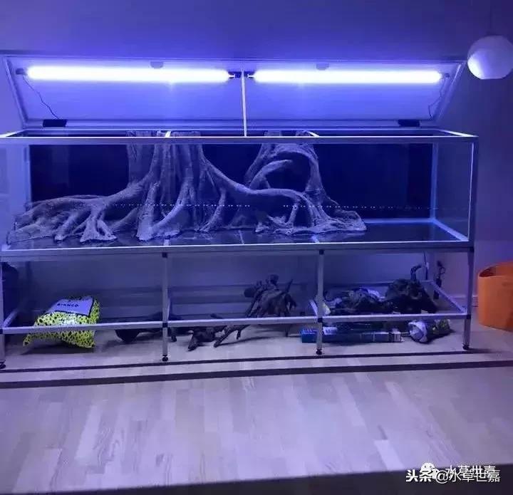 七彩神仙鱼水族箱布景,七彩神仙鱼苗繁殖技术