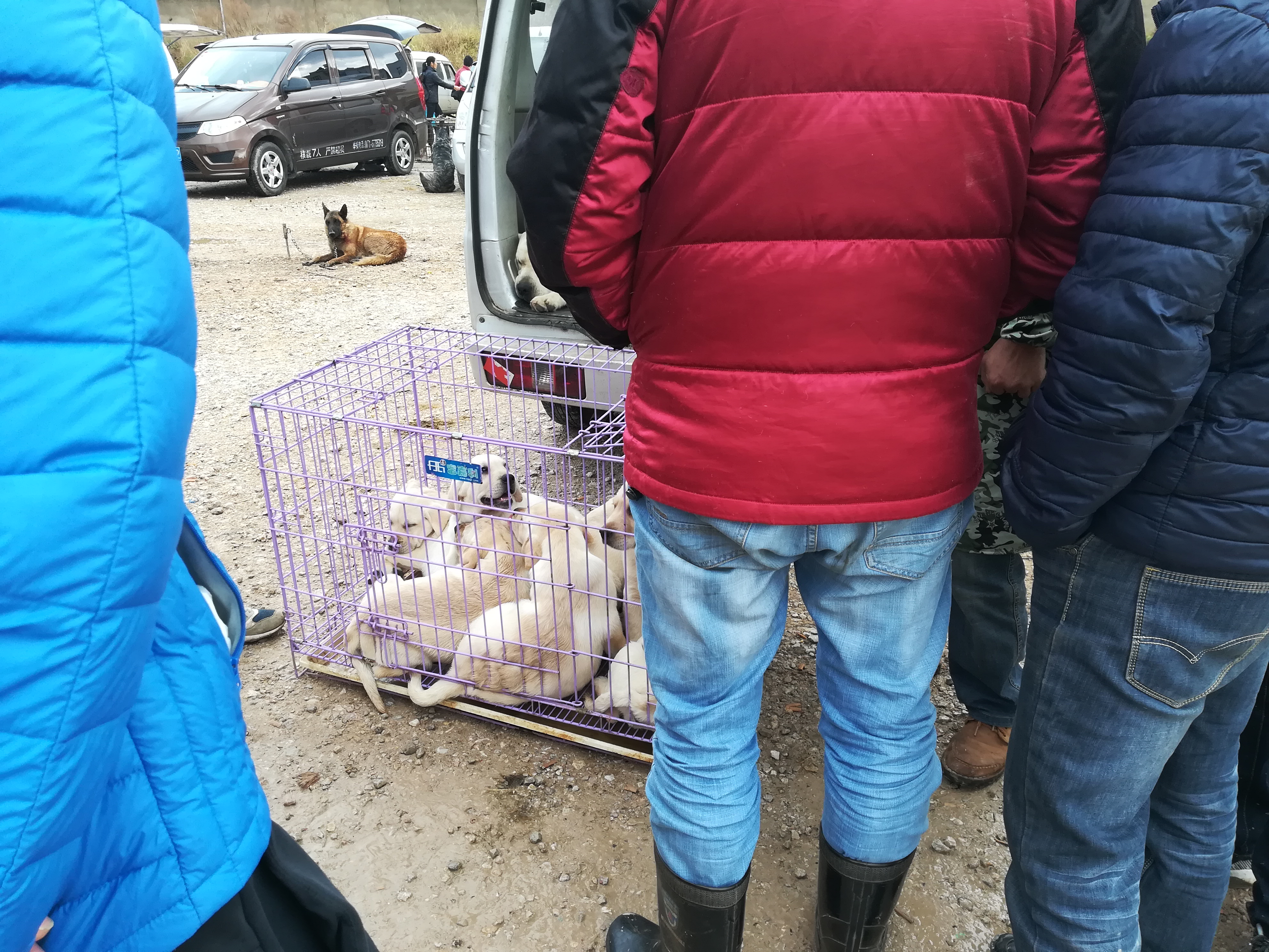 宠物市场拉布拉多卖多少钱一个,狗市上花1000元买拉布拉多