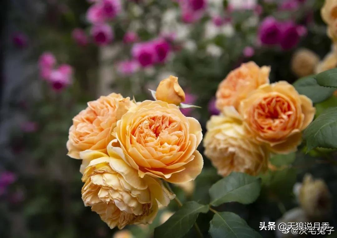 圆滚滚的绣球，瀑布般的花墙，这届花友也太会种花了吧