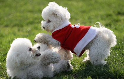 比熊老是不安分,比熊活泼乱跳不听话咋办
