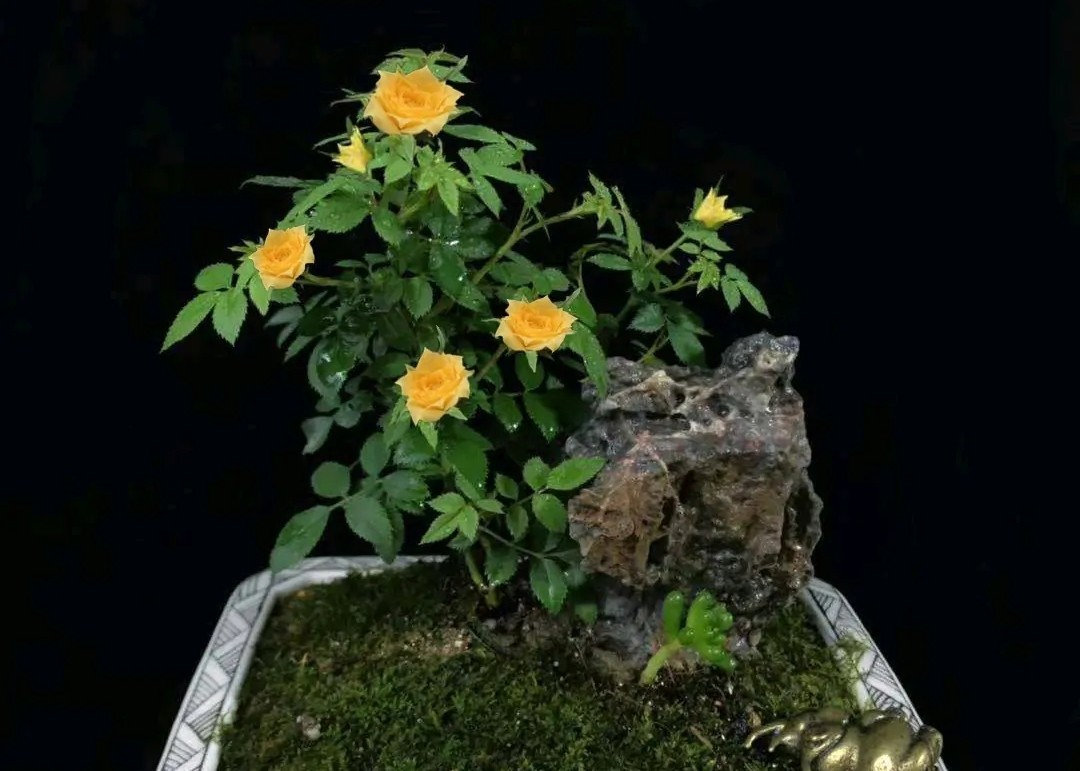 100种月季经典品种,100种经典月季品种