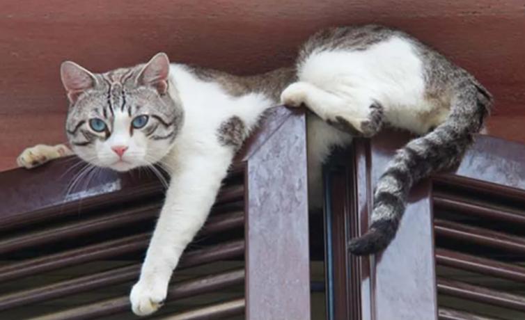 怎么判断小猫咪骨折,小猫咪脊椎受伤最佳恢复方法