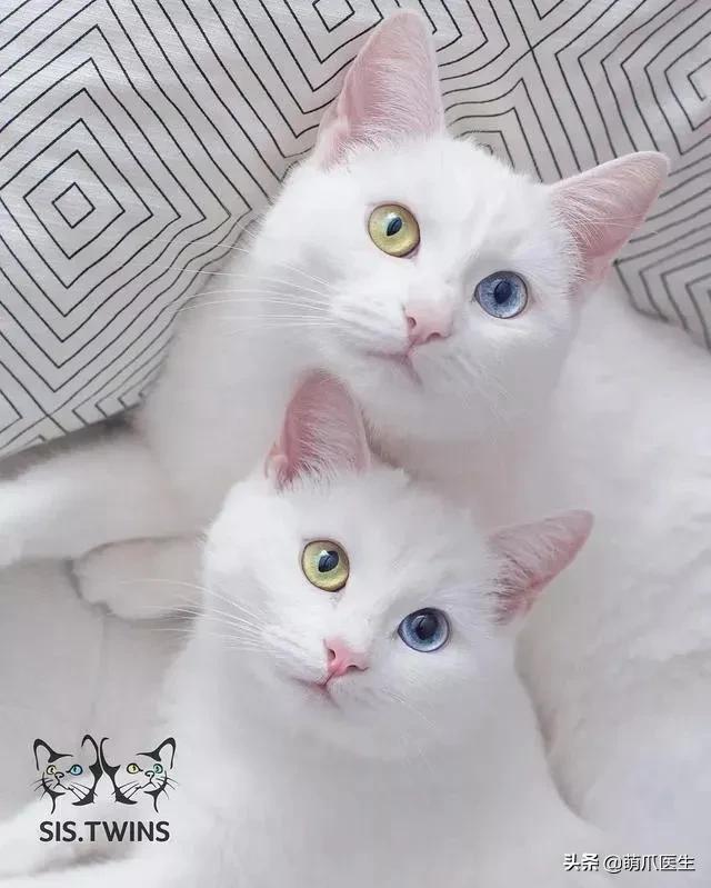 猫咪长大后还认得出兄弟姐妹吗,猫咪长大还记得自己的同胞兄弟吗