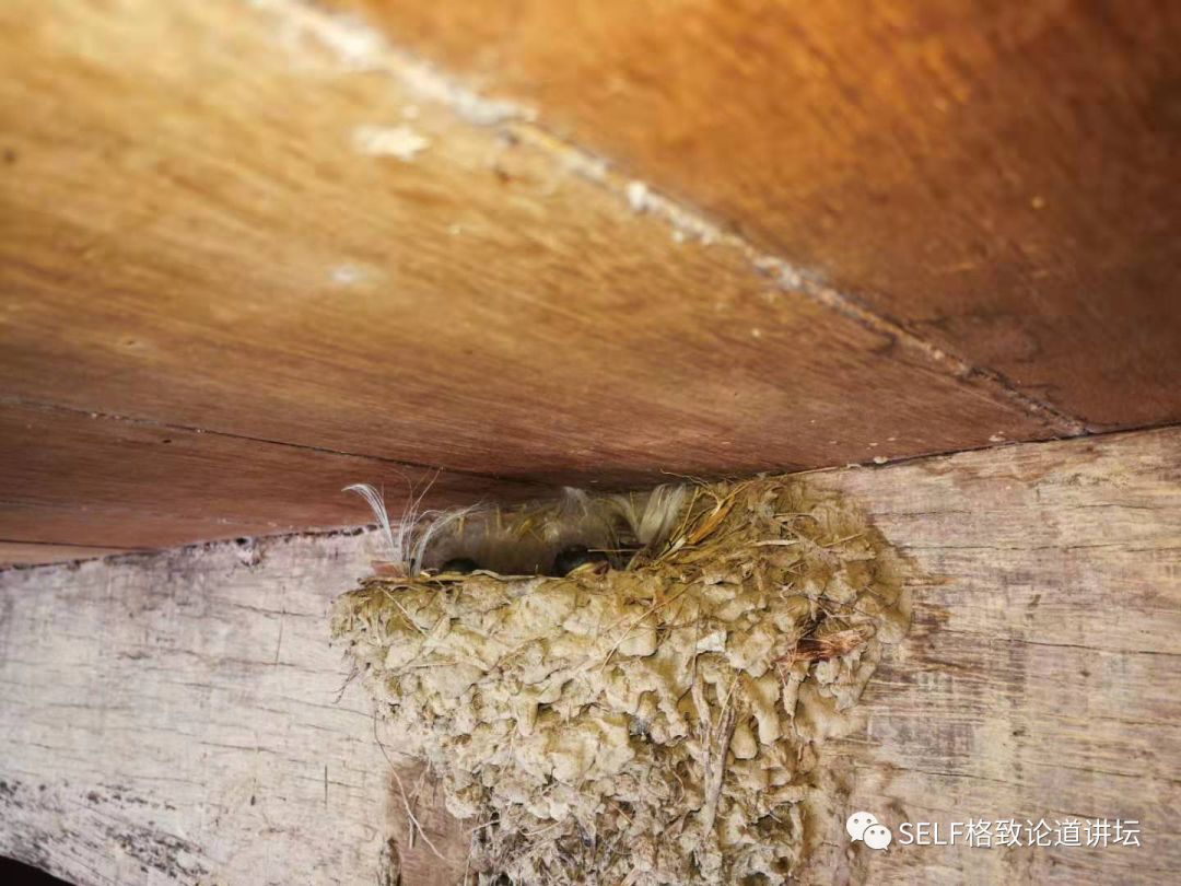 科学家如何观察植物,鸟类的研究方法