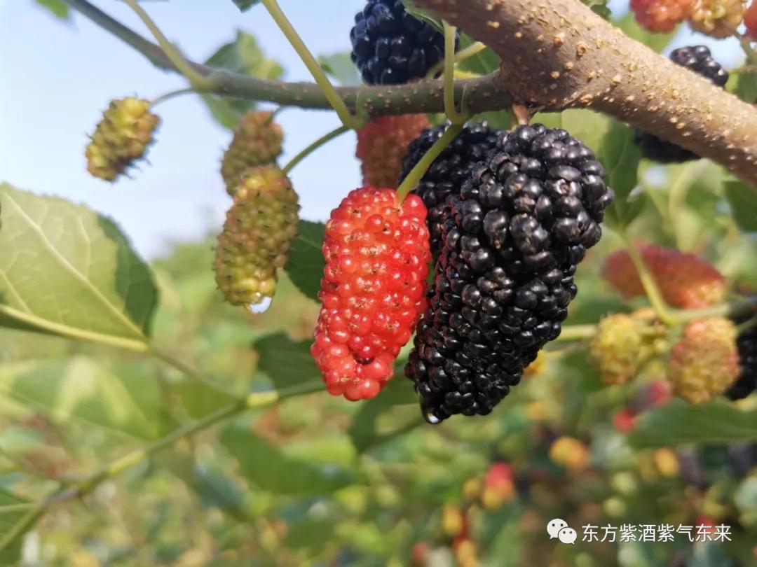 一杯紫酒,轻松周末,采摘品鉴邀您相约