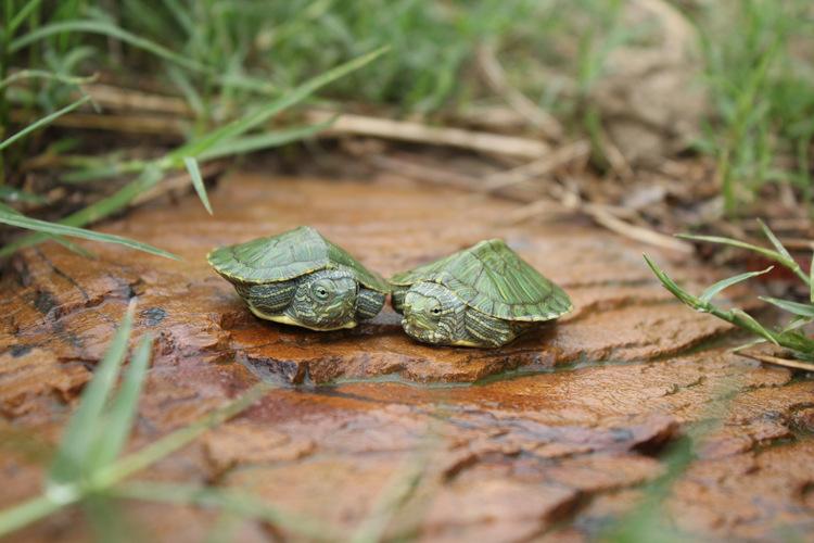 巴西龟买回来该怎么养,刚买回来的巴西龟怎么养活