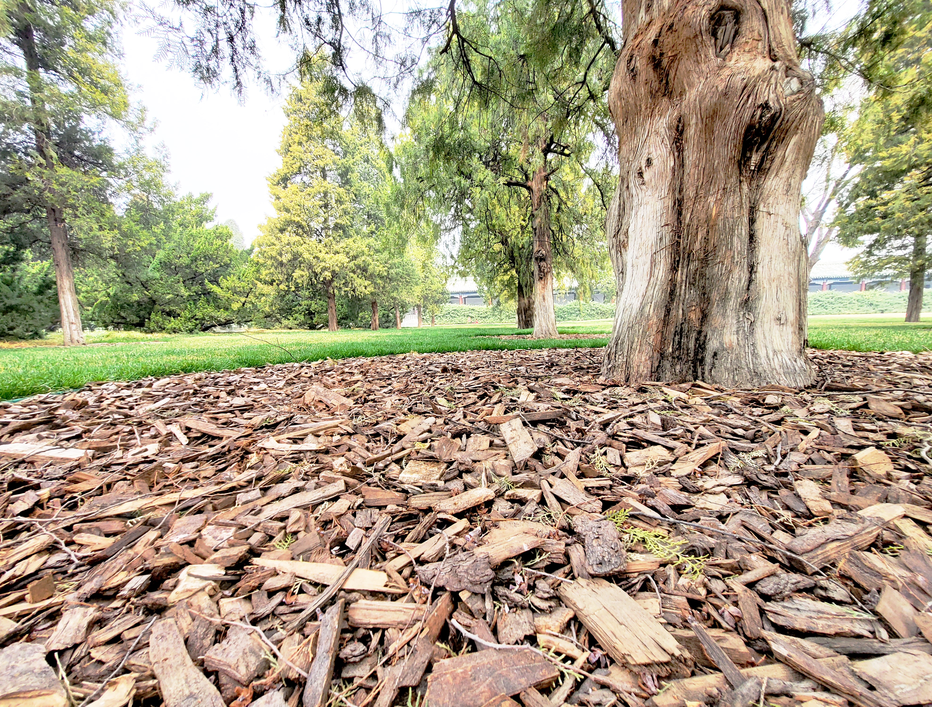 清波一勺买千钱？不能为武汉下一场樱花雨，不妨在这儿品百花香