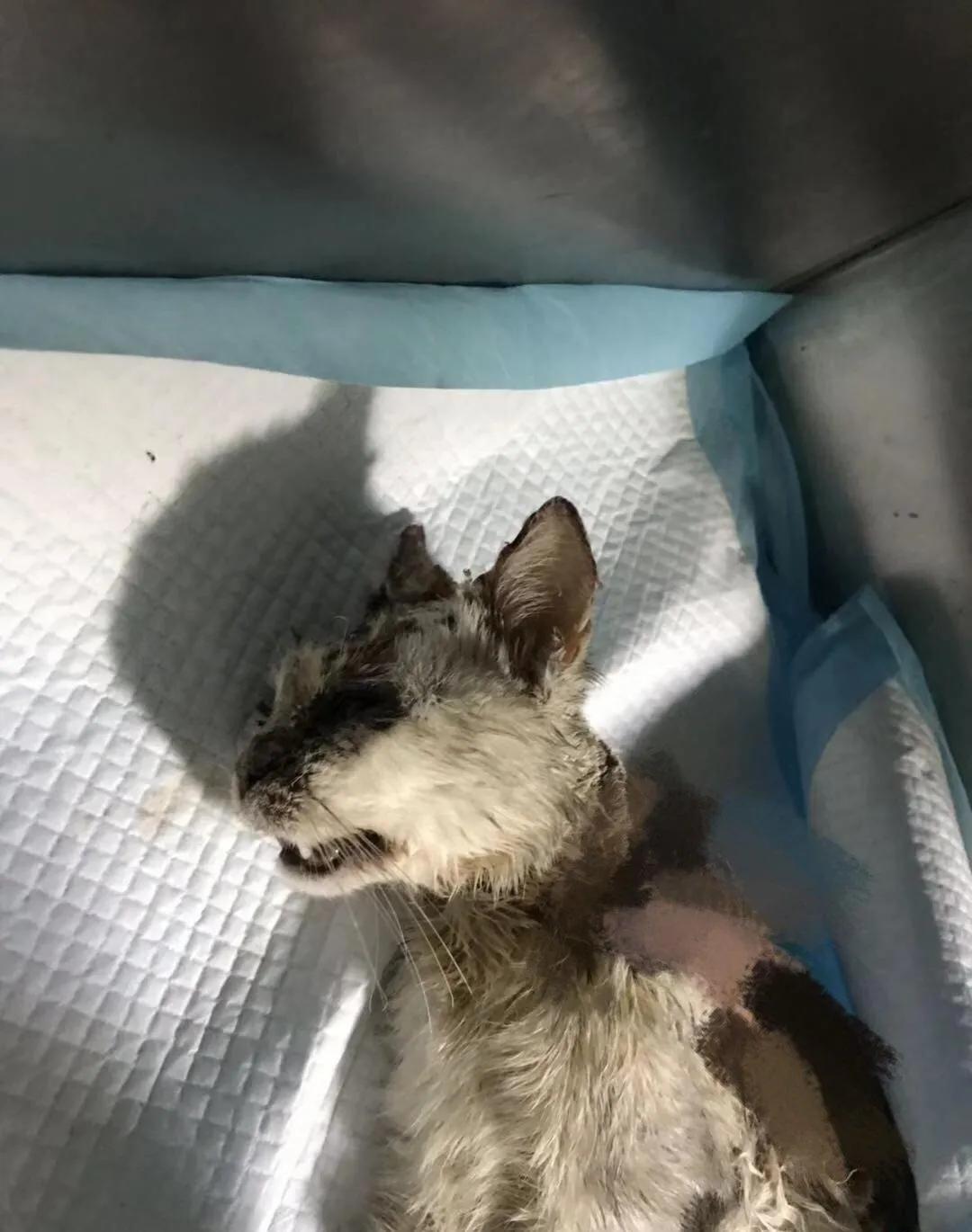 丢掉女朋友养了2年的猫,女朋友要求丢掉养了3年的猫