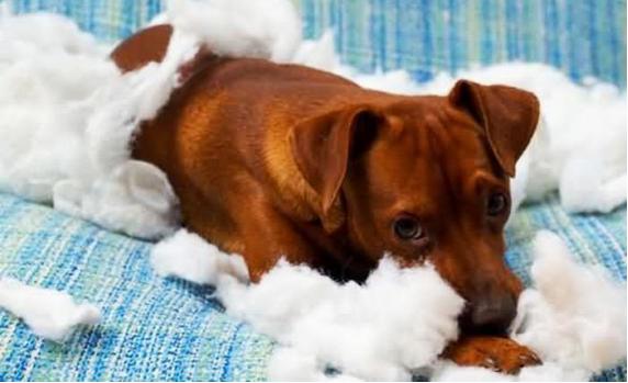 当汪星人来了“大姨妈”新手铲屎官该如何破解这难题