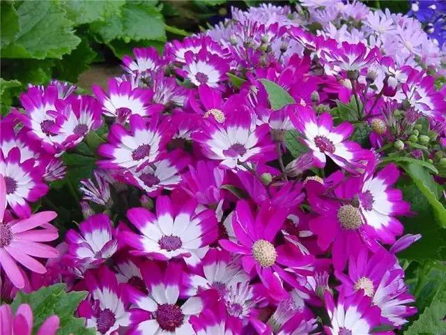 身边常见花卉识别,身边常见的树有哪些