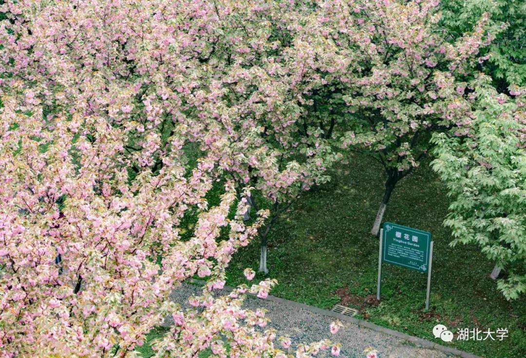 今天是你的生日，我的湖北大学！书记喊你回学校打卡