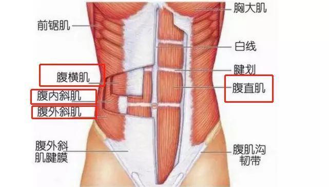 五个动作七天练出马甲线,每天坚持做六个动作瘦全身