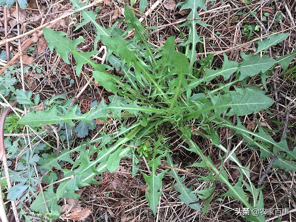 农村田野的野菜,农村菜地里一种野菜酸酸甜甜的