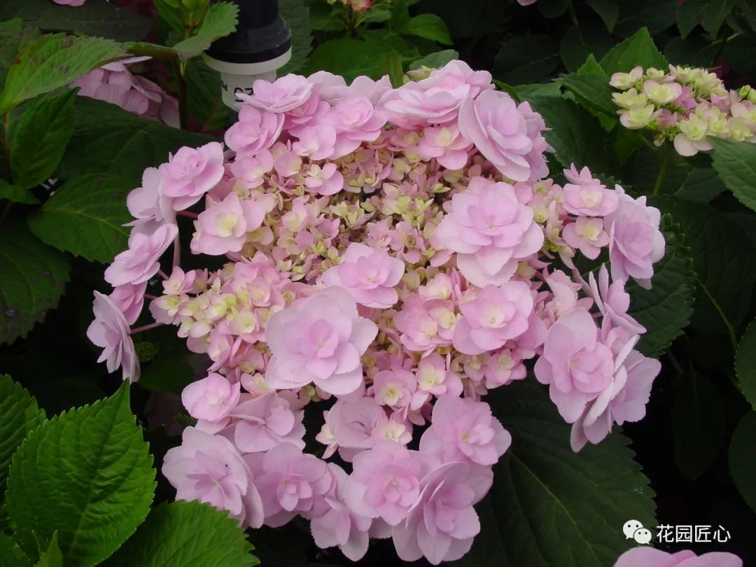 最漂亮的十种绣球,最省心的绣球