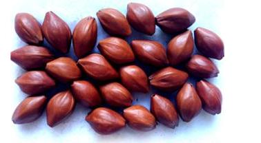 文玩橄榄核是什么品种的,什么样的橄榄核手串最好