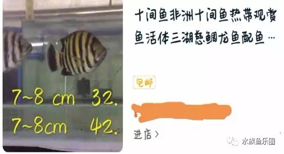 大马水族专营三湖慈鲷,三湖慈鲷鱼的饲养方法