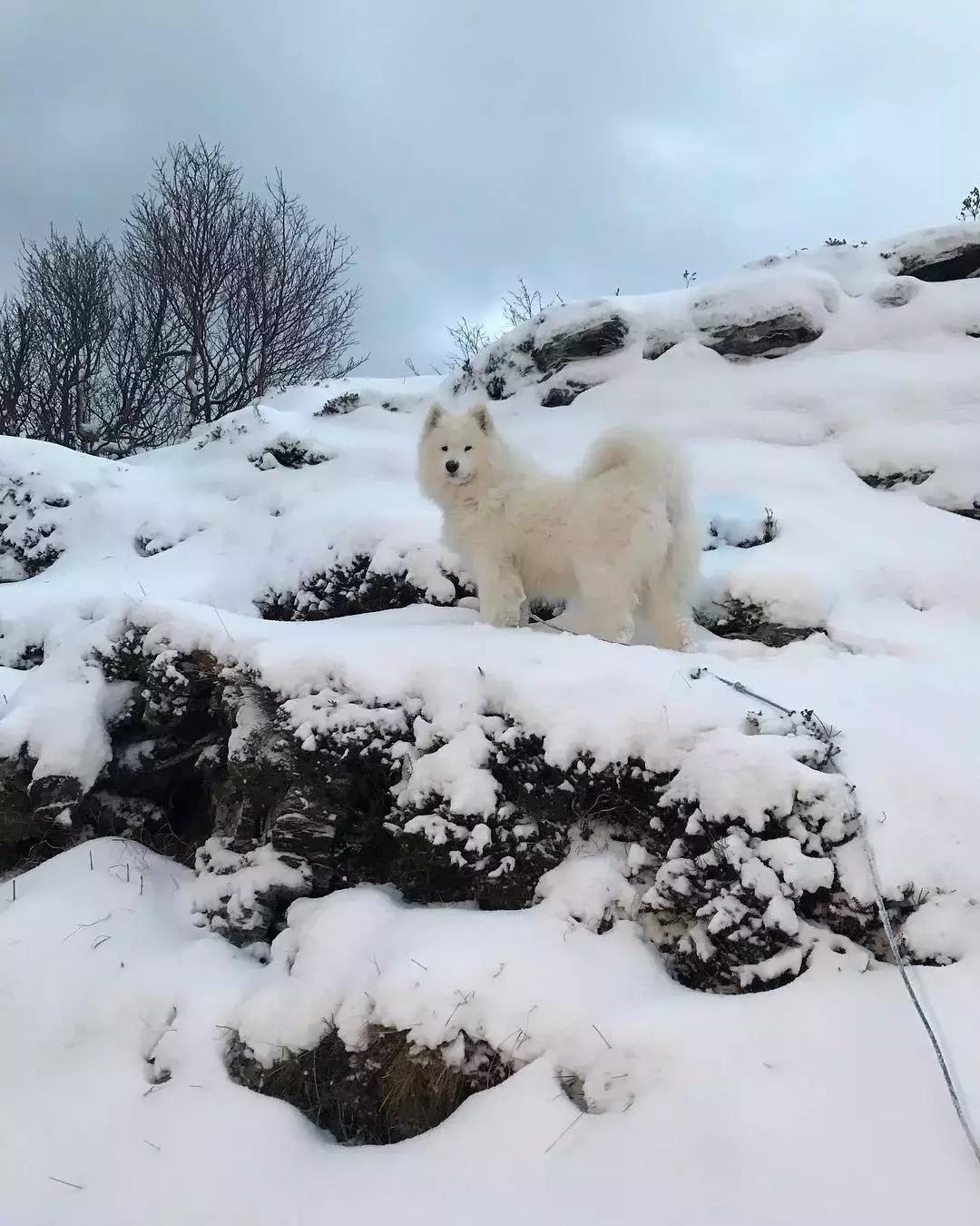 萨摩耶犬的5大特征,萨摩耶犬的特点是什么