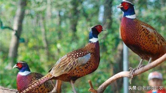 草鸡饲养技术大全,大山鸡怎么养最好