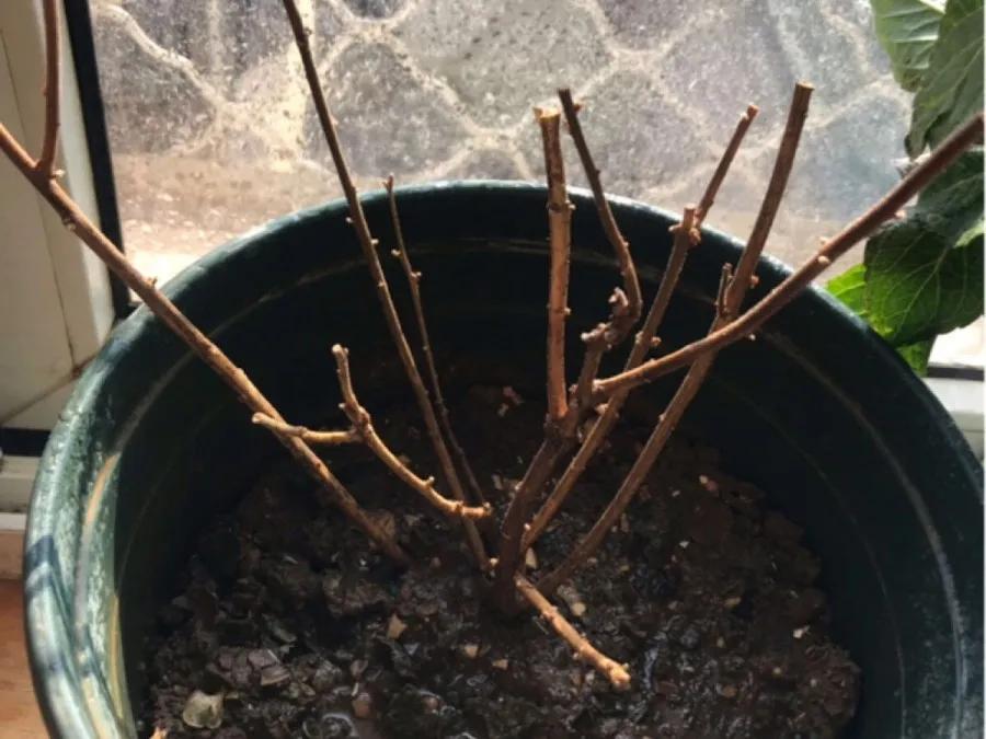 花买回来叶子蔫了怎么办,花掉花苞有什么好方法吗