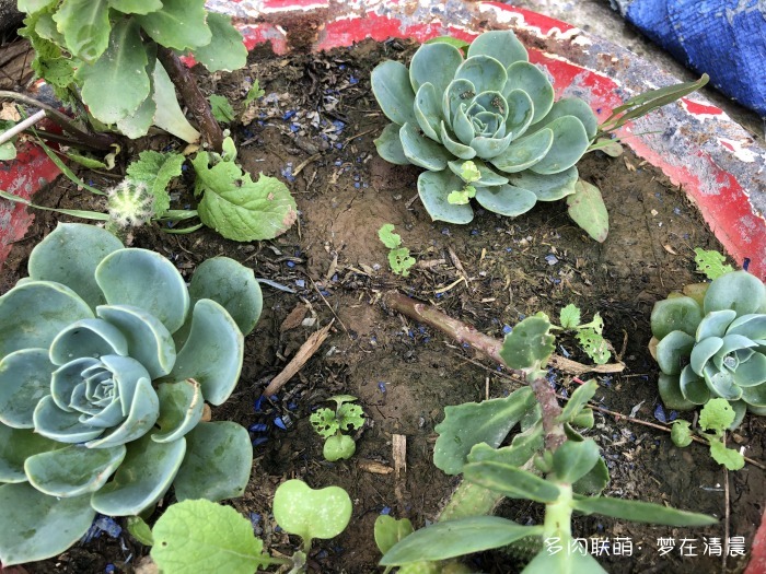 澶忚姳鏈夊摢浜涜姳,澶氳倝鏈夎姳鏈夋灉