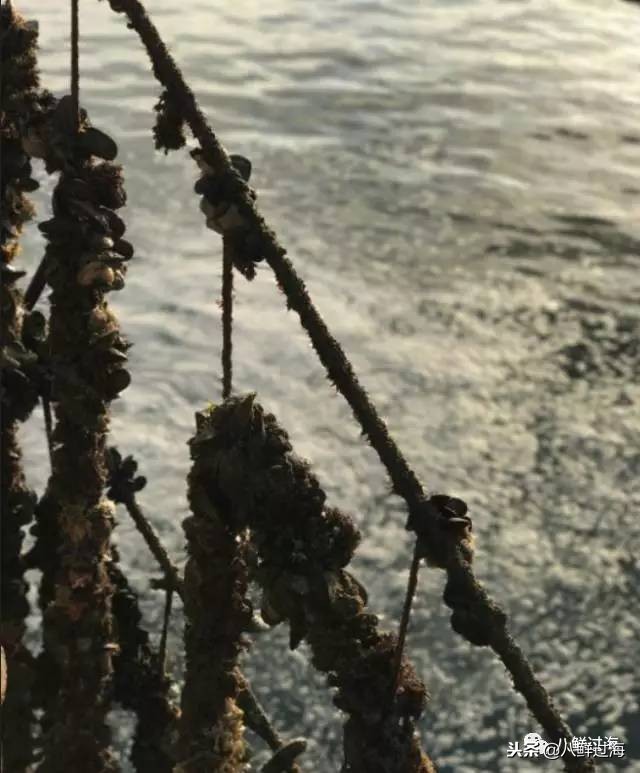 引入活青口贝、鲜帝王鲑,新西兰海产出口商的新生力量!