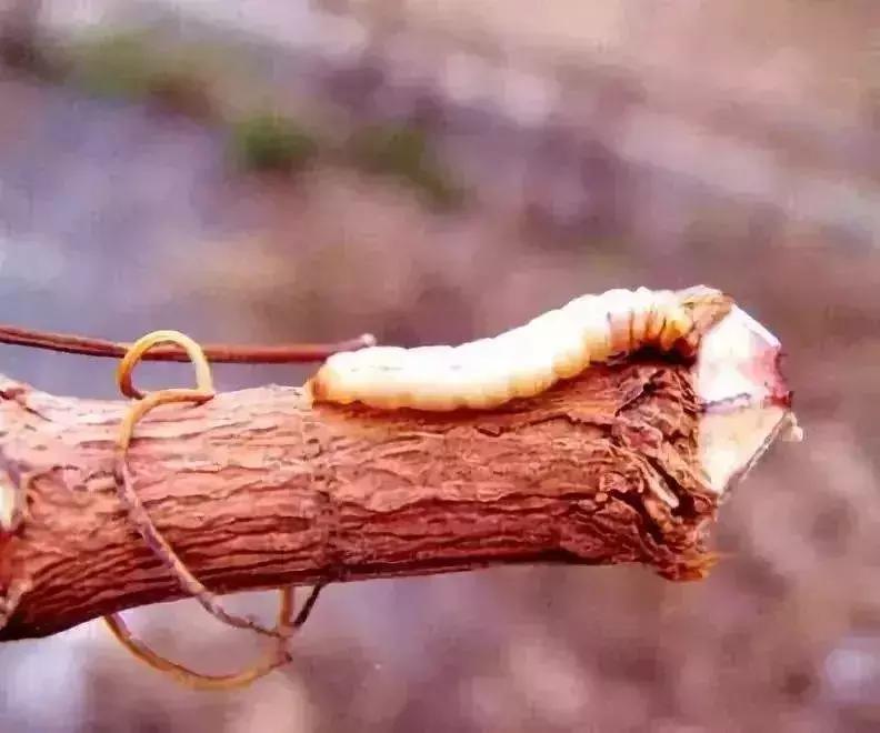 夏黑葡萄各个时间防哪些虫害,葡萄14种常见虫卵图解
