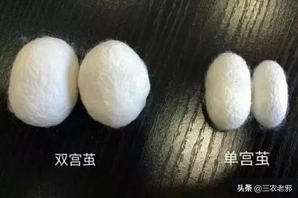 养蚕如何预防中毒,桑园虫害防治