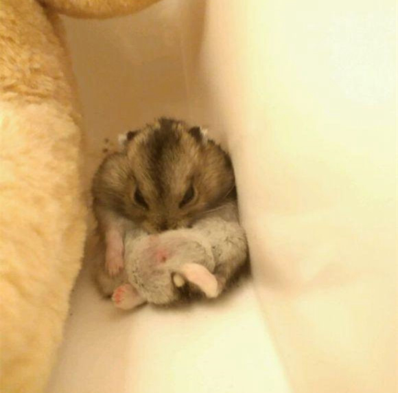 仓鼠力气特别大,仓鼠的弹跳力有多强