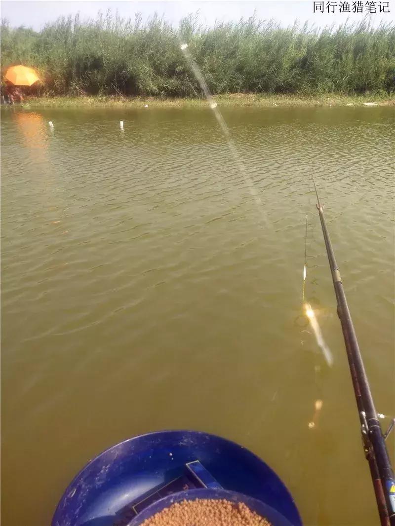 钓鱼日记第19天,钓鱼游钓日记100篇