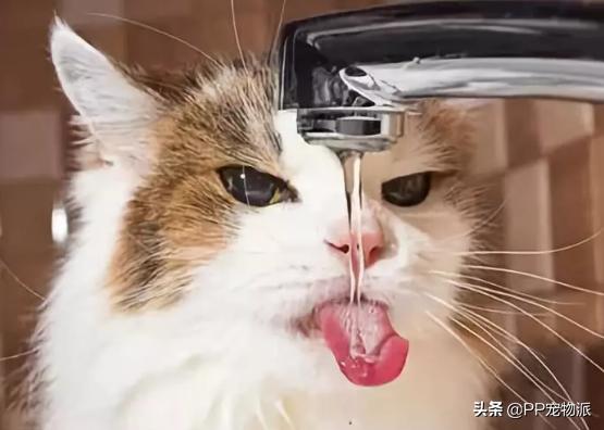 猫咪为什么爱喝铲屎官的水,知识科普猫咪是怎么喝水的