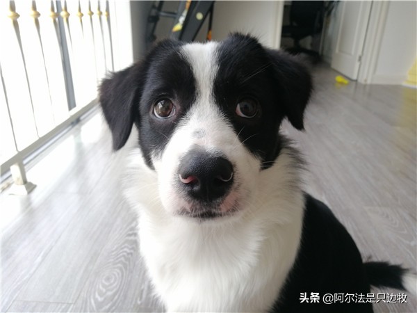 我想养狗,家人不让养怎么办,先冷静看看再决定