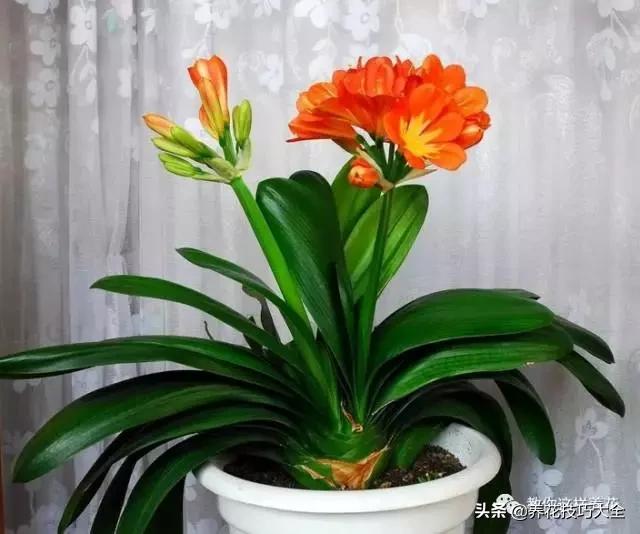 君子兰这样浇水,叶绿花大色更艳,一年能长6片叶