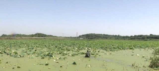 鱼塘里的不速之客,池塘来了入侵者