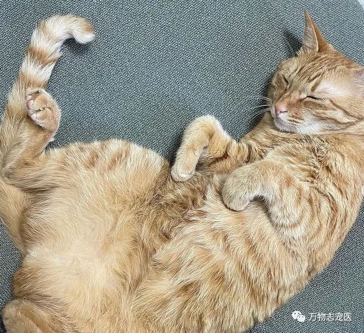 自从养了猫之后早上不想吃饭,自从养了猫之后总是失眠