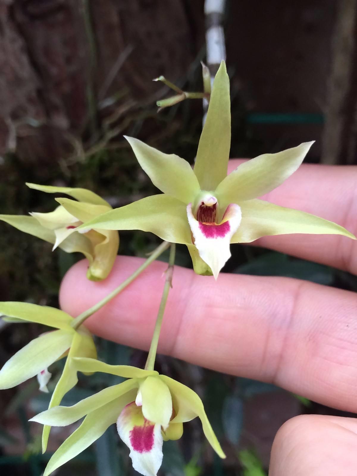 野生药材石斛,野生石斛的功效与种植的区别