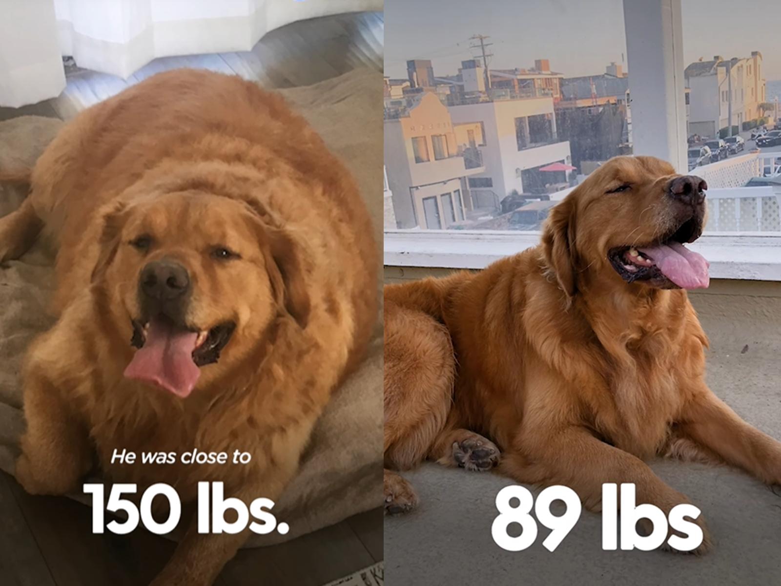 136斤金毛背宽能打麻将吗,136斤金毛背宽