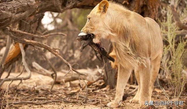 蜜獾不怕毒蛇吗,蜜獾无所畏惧