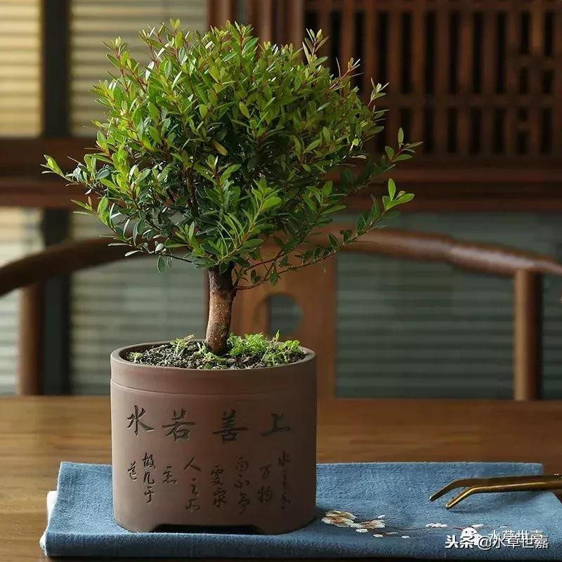 30cm水陆缸适合养什么,水陆缸植物前景中景后景搭配介绍