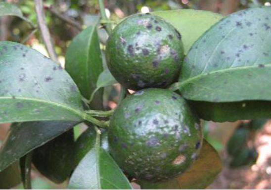 橘子被霜冻伤之后怎么修剪,橘子受冻怎么办