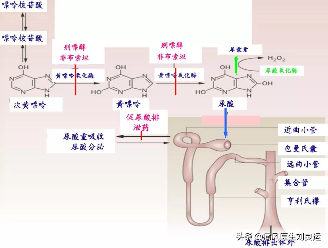 痛风关节炎治疗后如何降尿酸,痛风肾病患者尿酸控制到多少