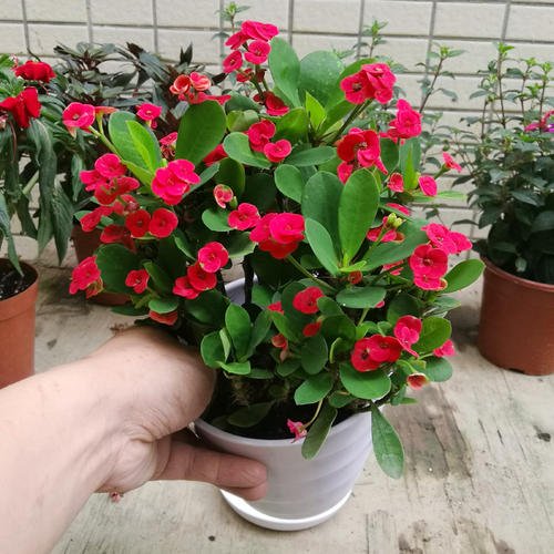 虎刺梅花有毒吗可以在卧室养吗,虎刺梅有毒吗