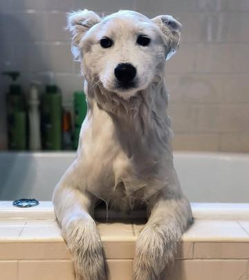 萨摩耶有体臭吗,萨摩耶犬体臭重吗