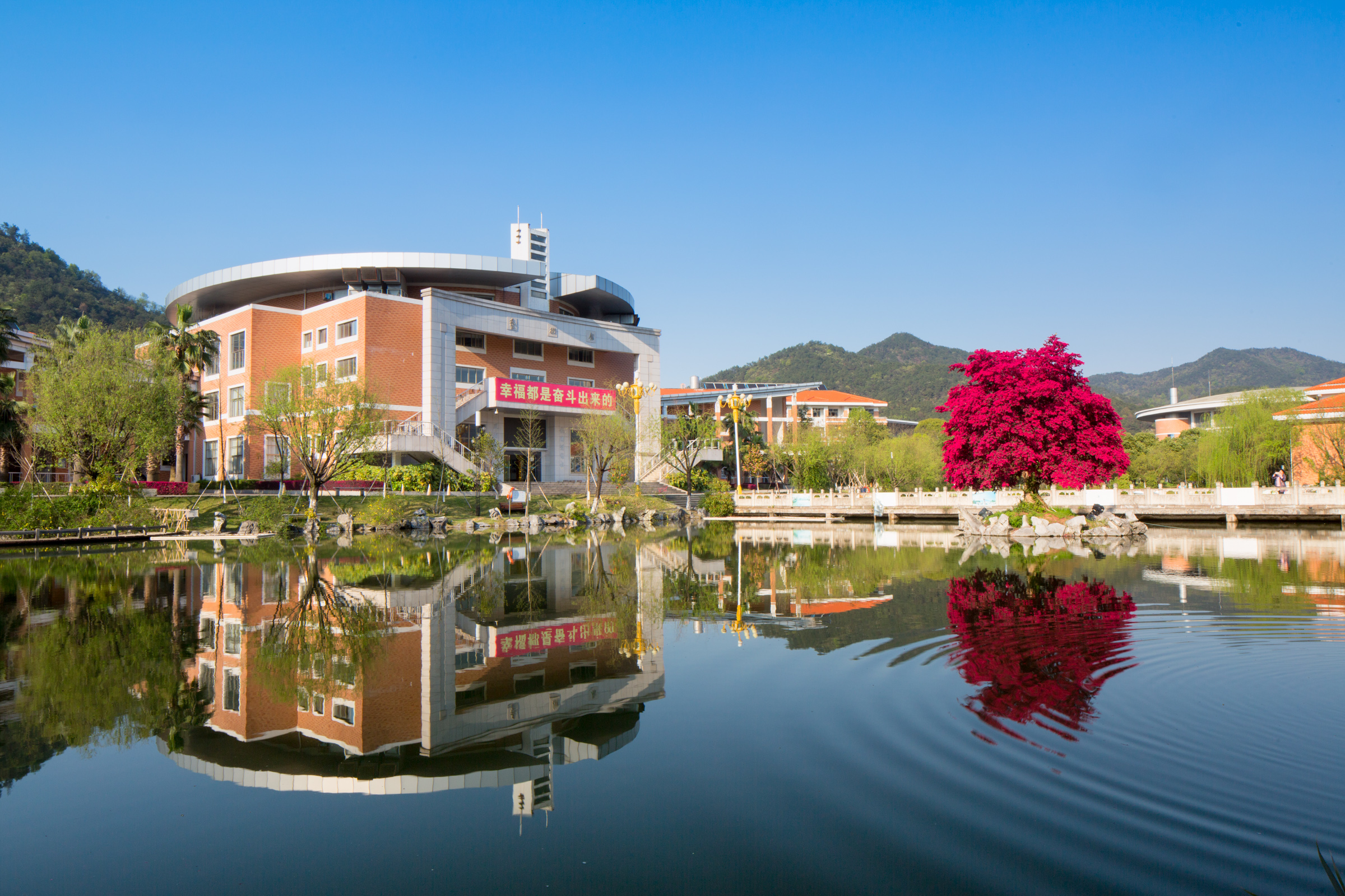 满园春色关不住,义乌中学内的一株红花檵木赢得老师纷纷赋诗赞美